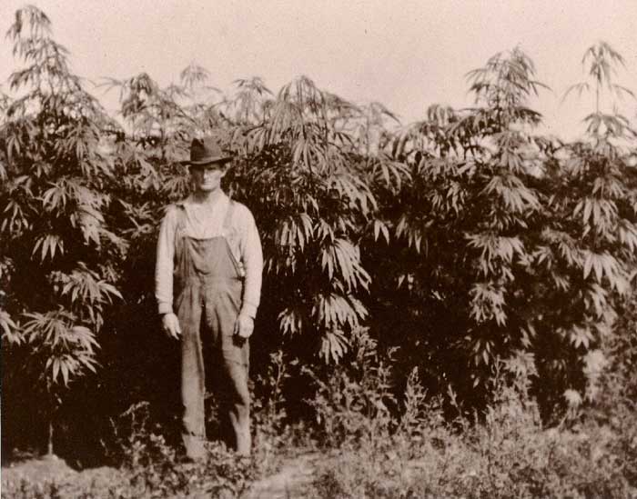 Plantacion de Cañamo en EEUU