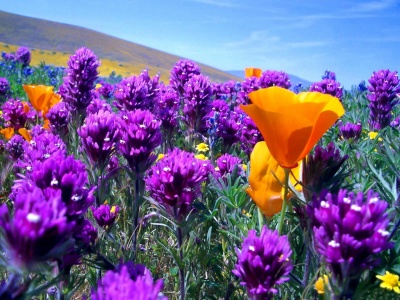 Flores silvestres