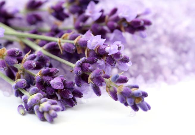 Flores de lavanda