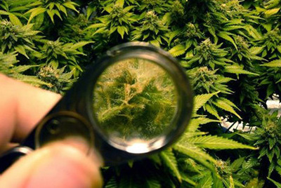 Mitos sobre el CBD 